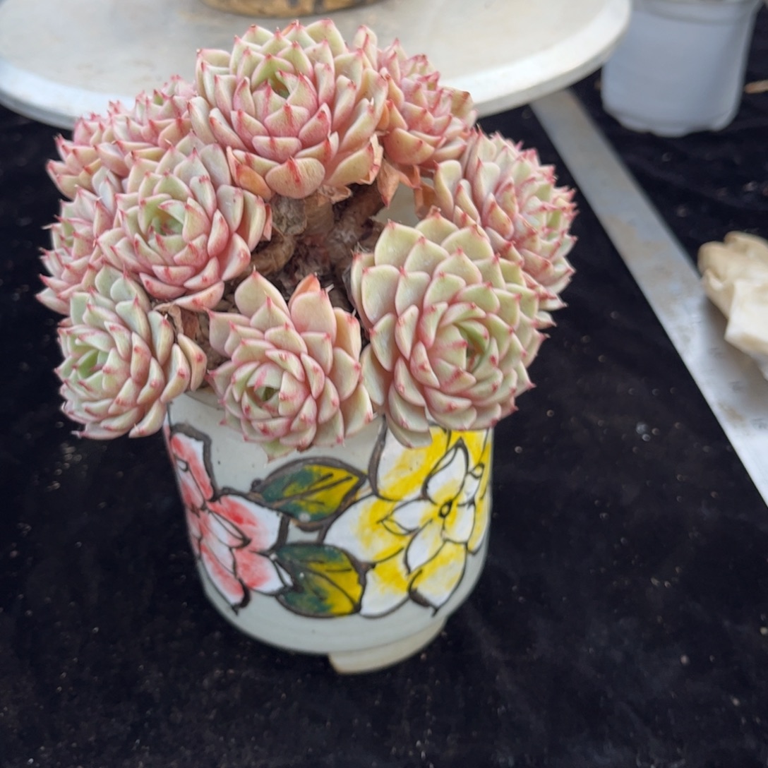 好姑娘多肉园艺，笨吧