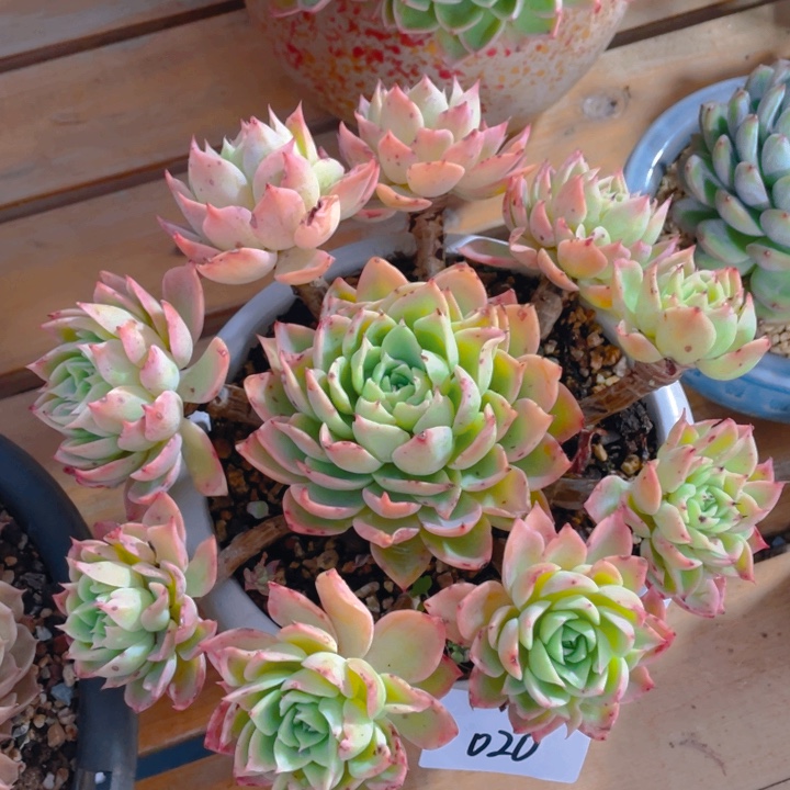 谢谢你的支持000000020