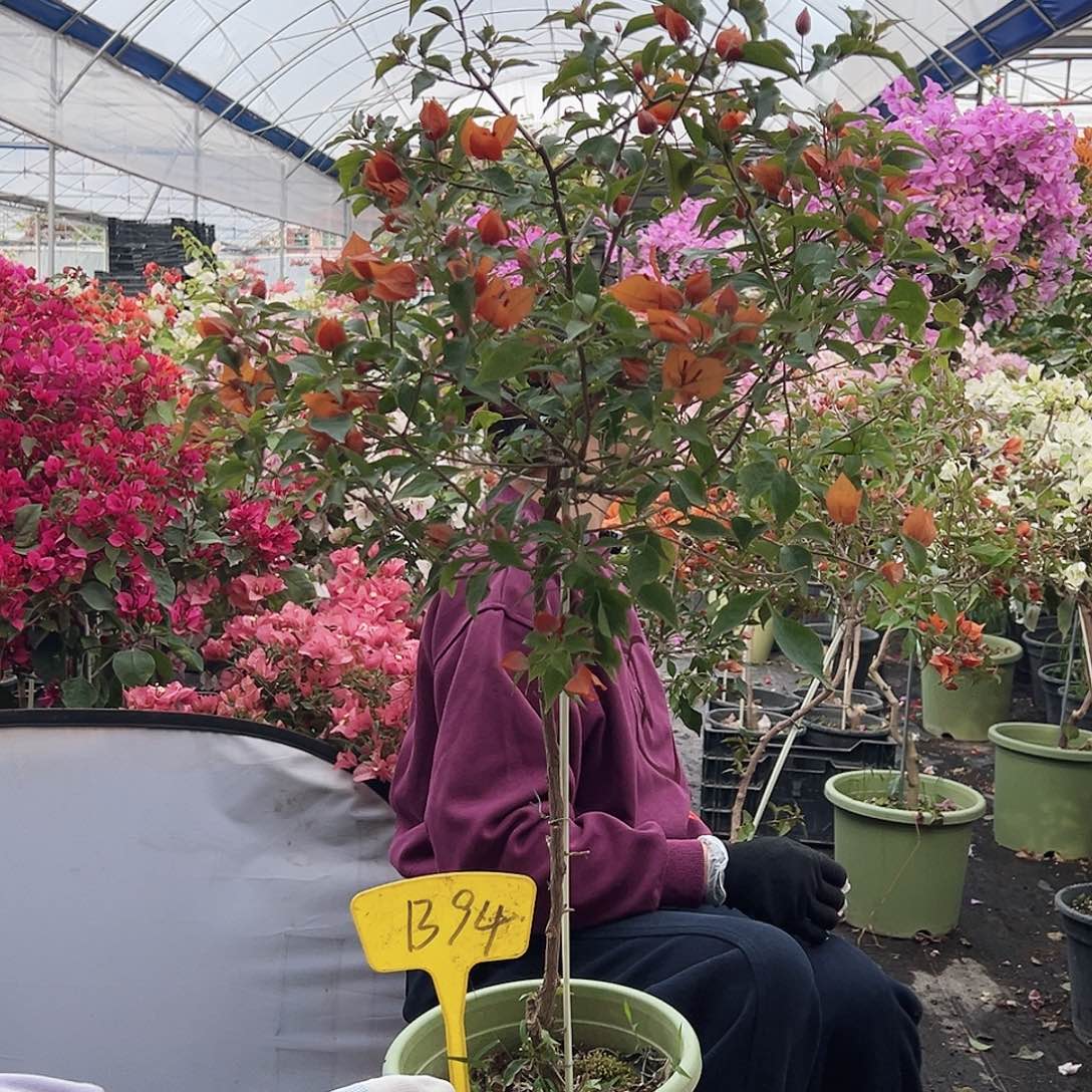 宁***然大部分花苞少量开放B94橙桑巴