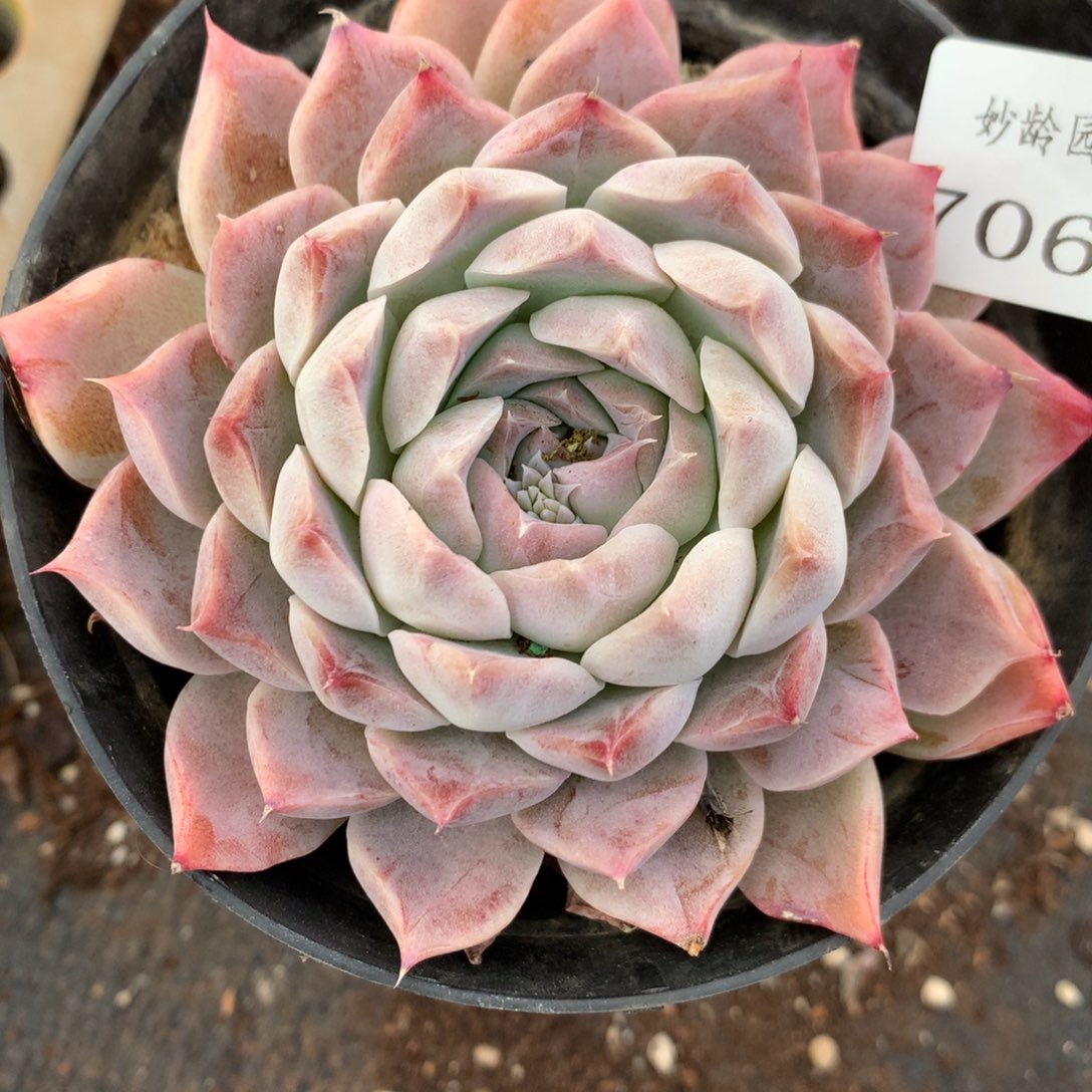 7066杂交多肉植物