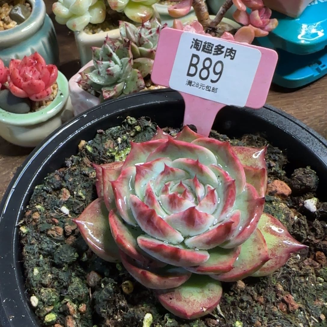 肉植物多肉，惊鸿仙子