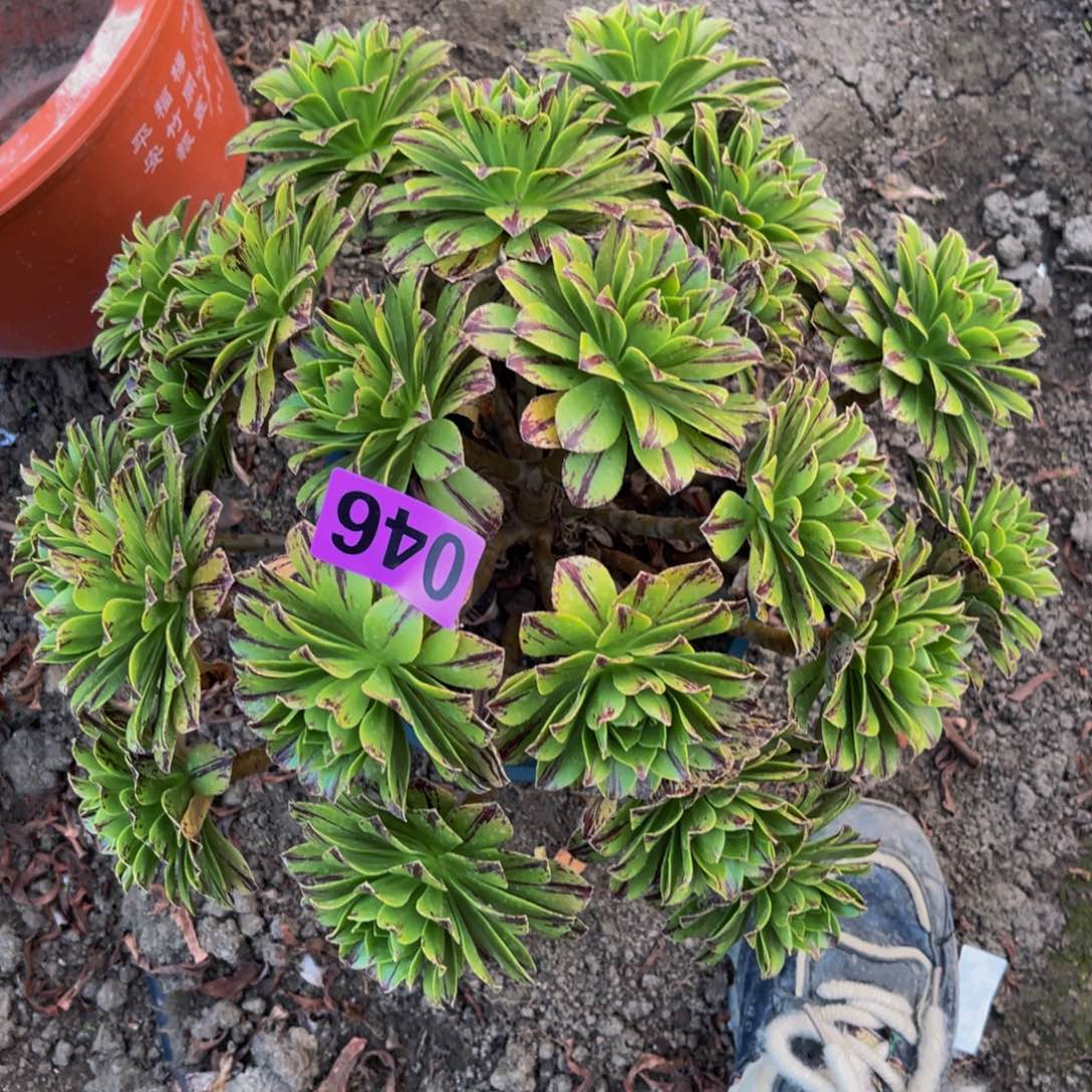 必火法师16////45包邮