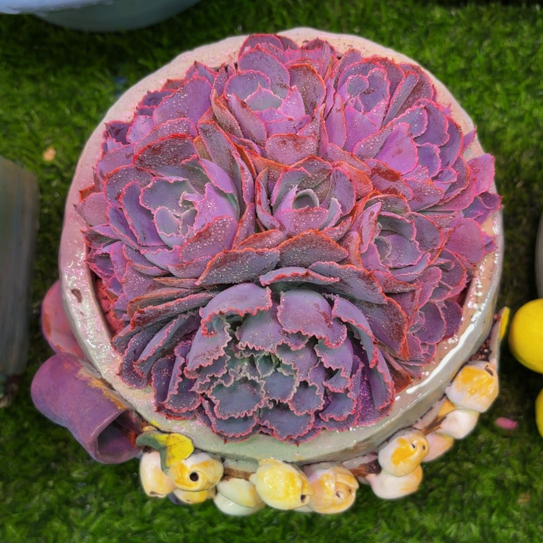 晚霞之舞，多肉植物