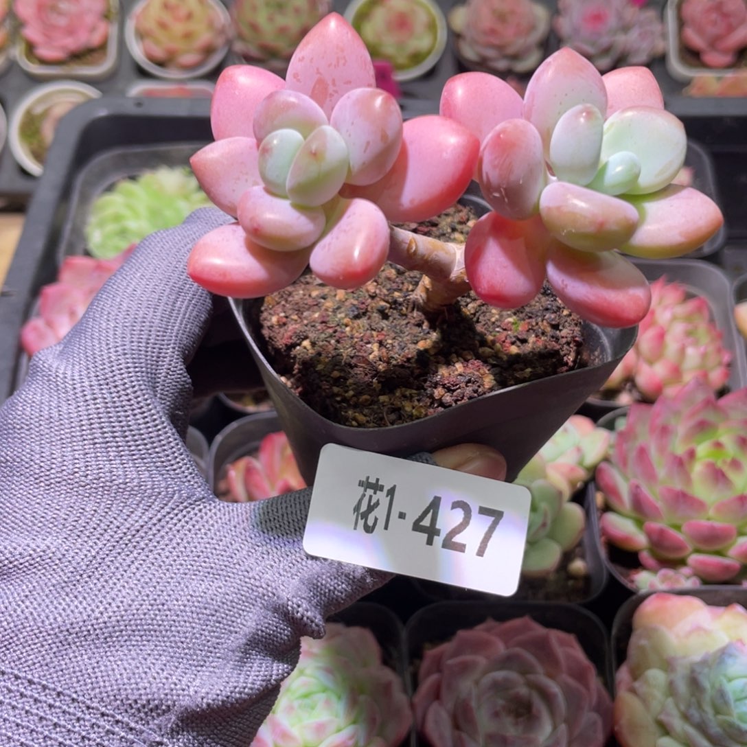 花利美1-427洛神 