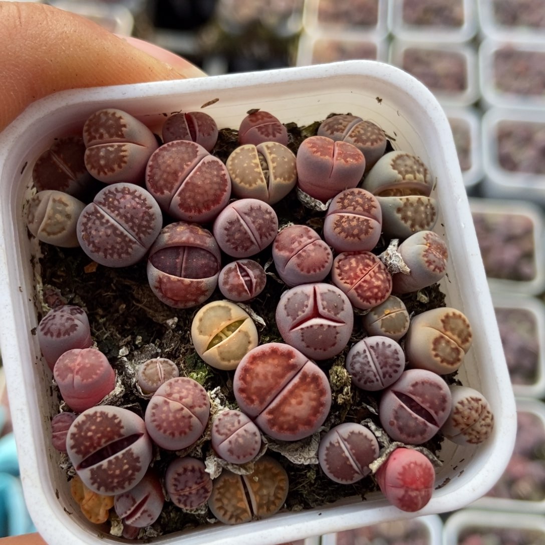 7684一盒紫混瑕疵