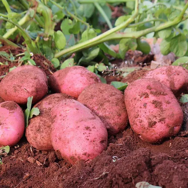 正宗云南高原新鲜红皮土豆5斤软糯香甜产地直发