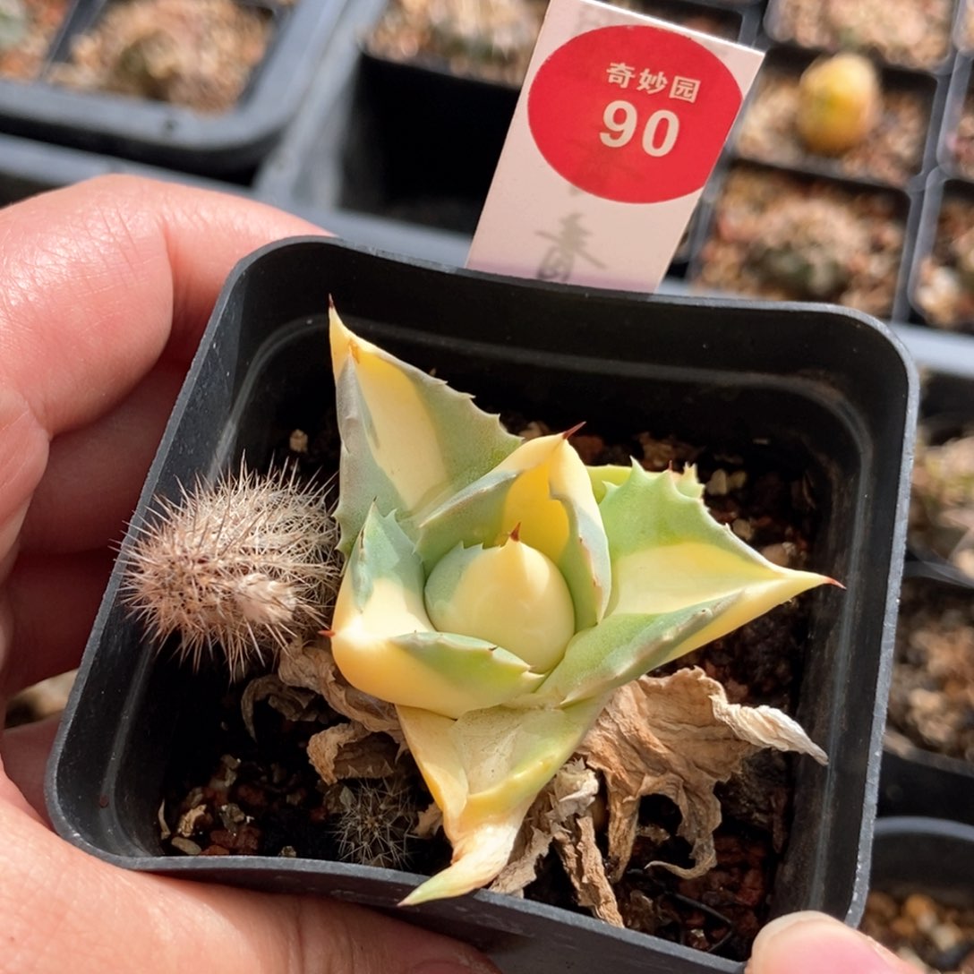 实生王妃雷神黄中斑一颗仙人球