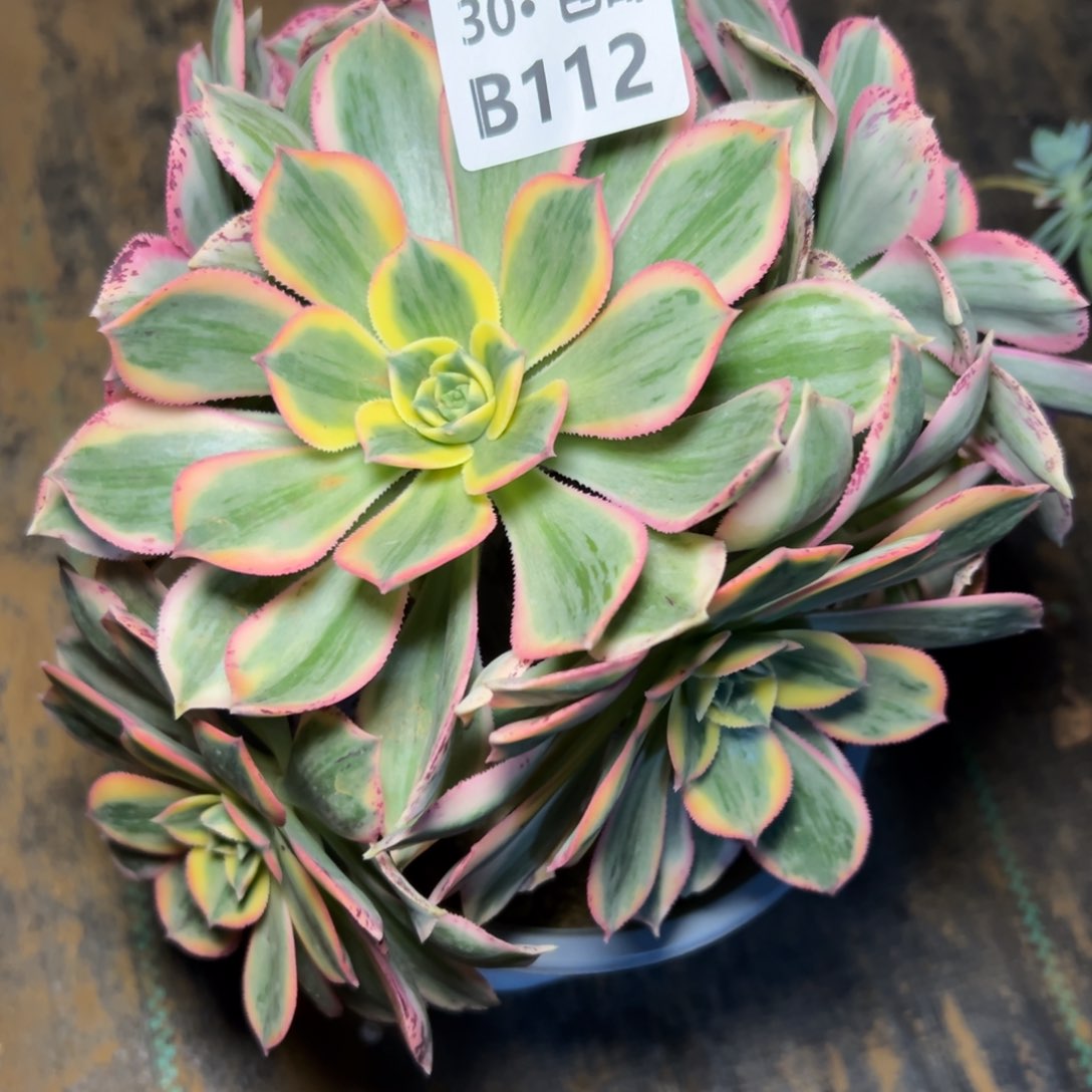 112灿烂多肉法师