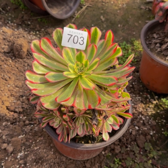 红铜白9号棚703多肉植物