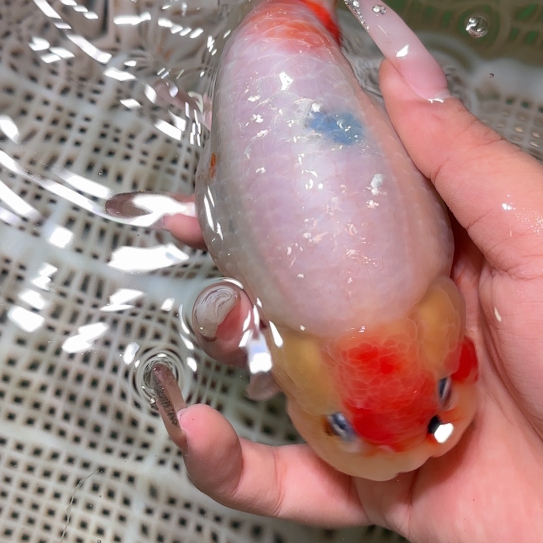 紅***金鱼拍包装包邮，不拍包装运费到付