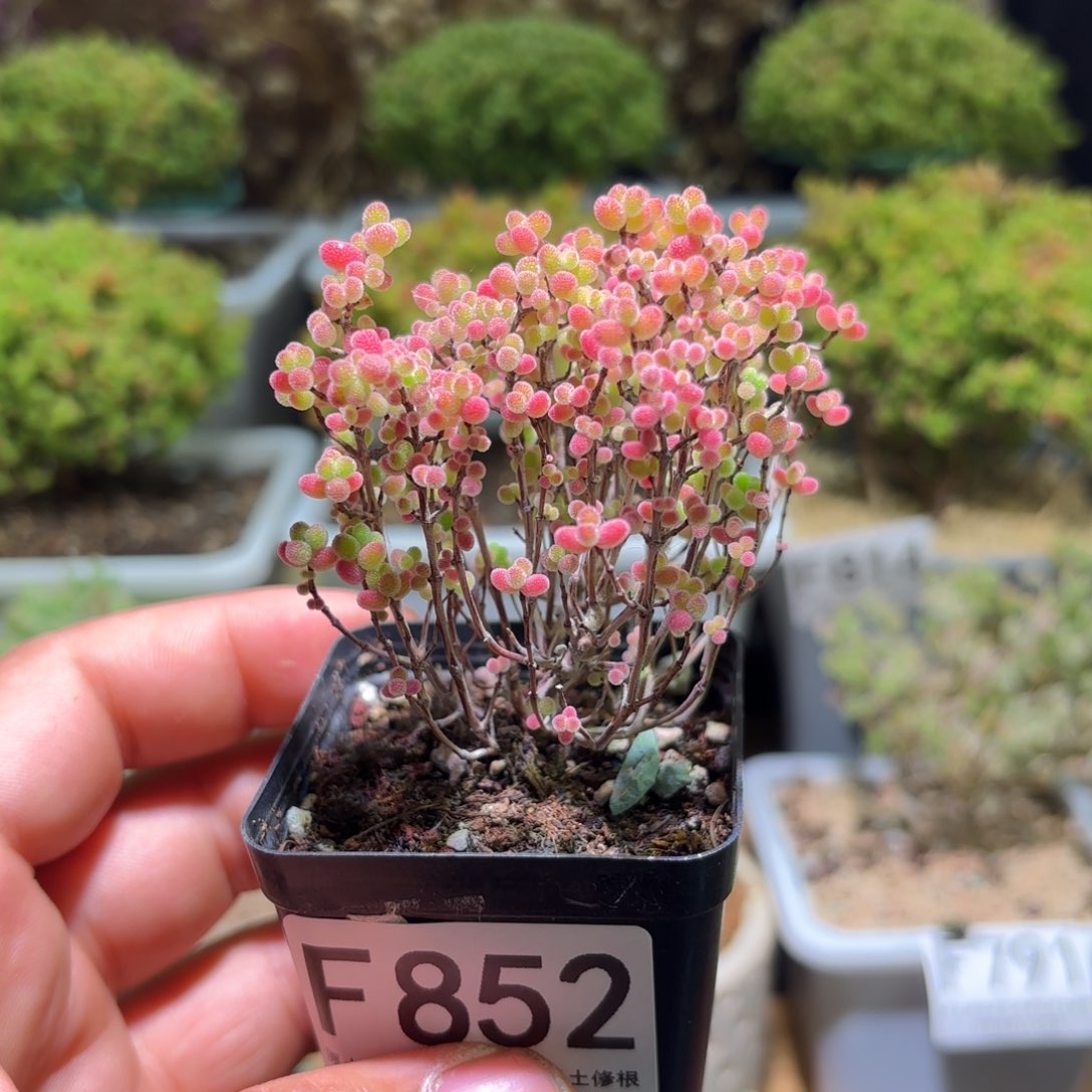 枝干番杏蜜橘糖球F852