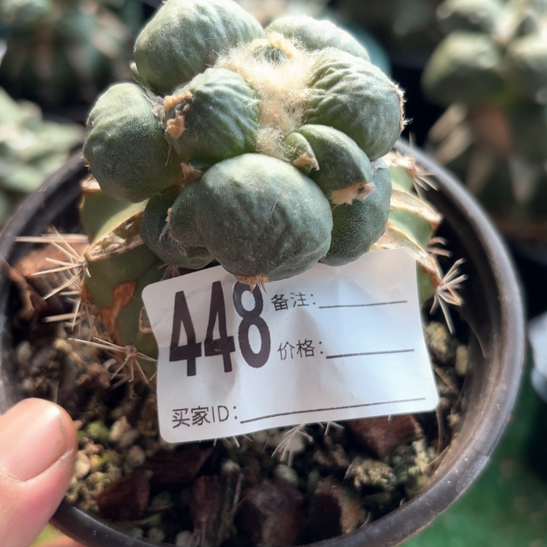 蛋尤怒涛牡丹448