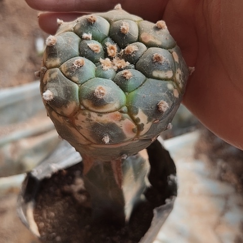 728仙人球瑕疵清棚特价