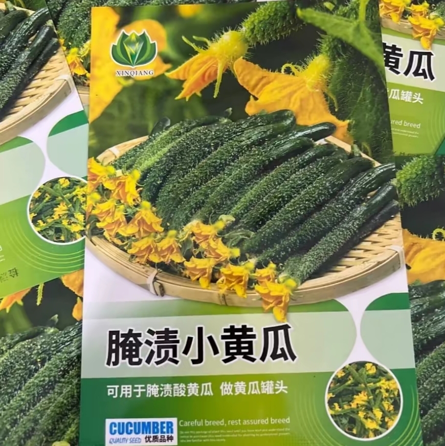 腌渍小黄瓜 种子