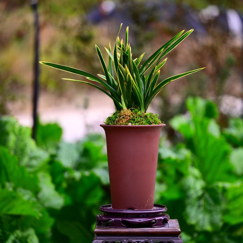 直播间精选兰花铭品金边矮种春兰彩云荷盆栽浓香好养易活