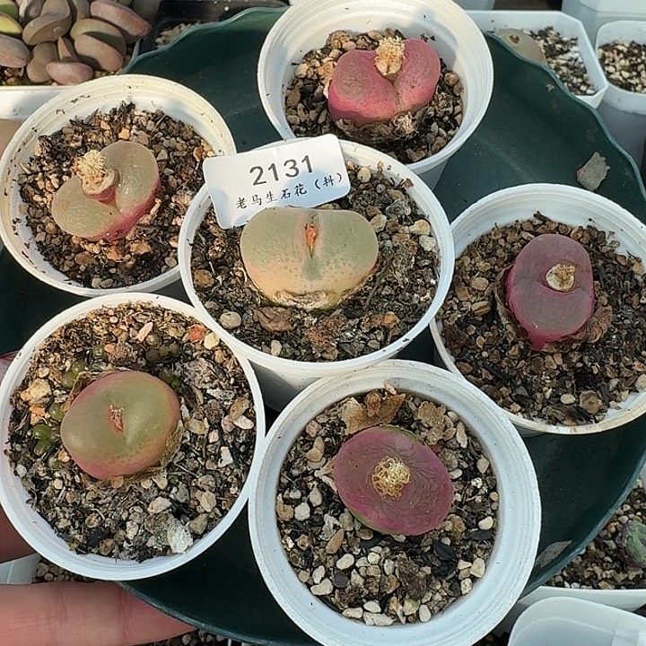 老马生石花粉毛2131