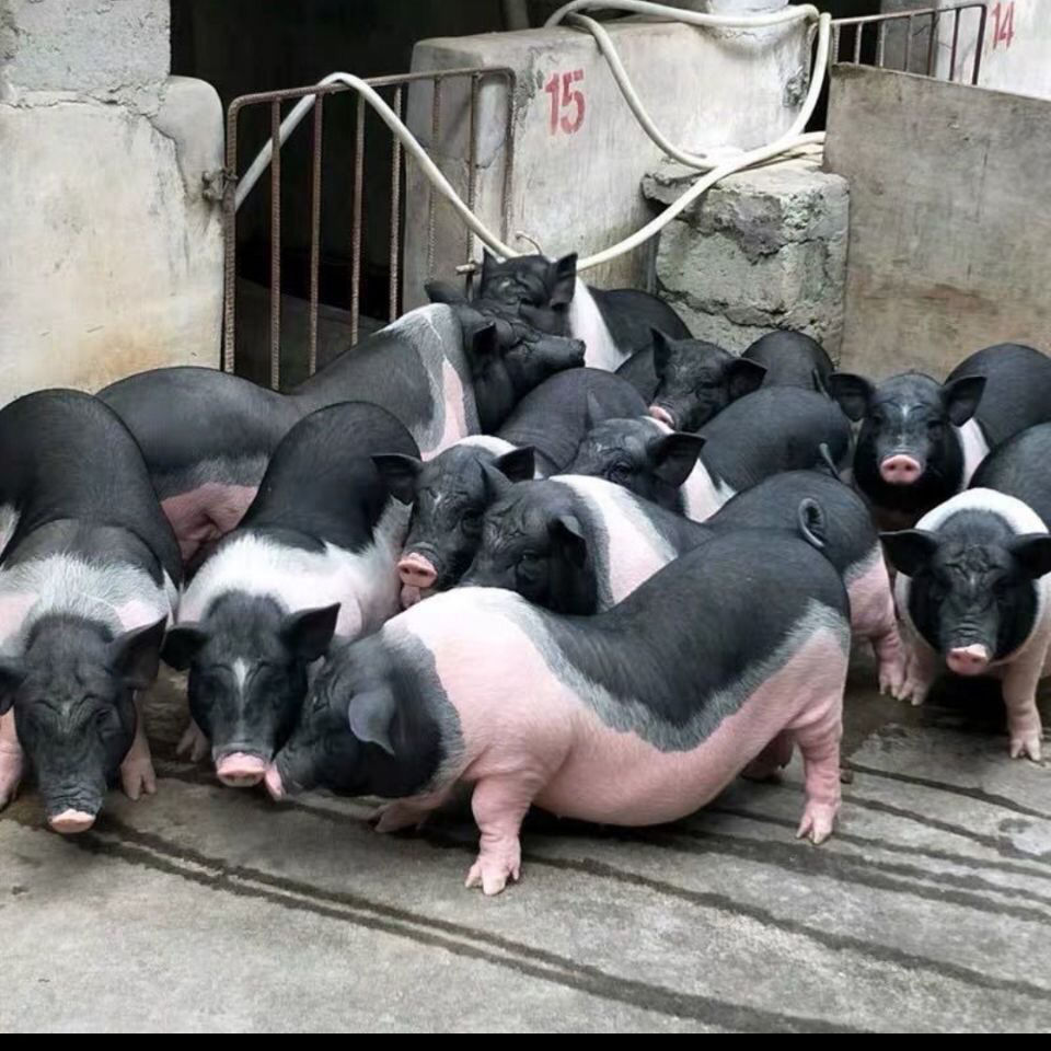 【兵支书推荐】农家散养香猪整头（不包邮）