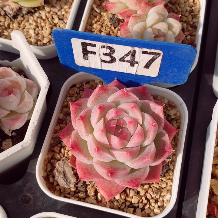 杨*千女王5.5cm多肉植物