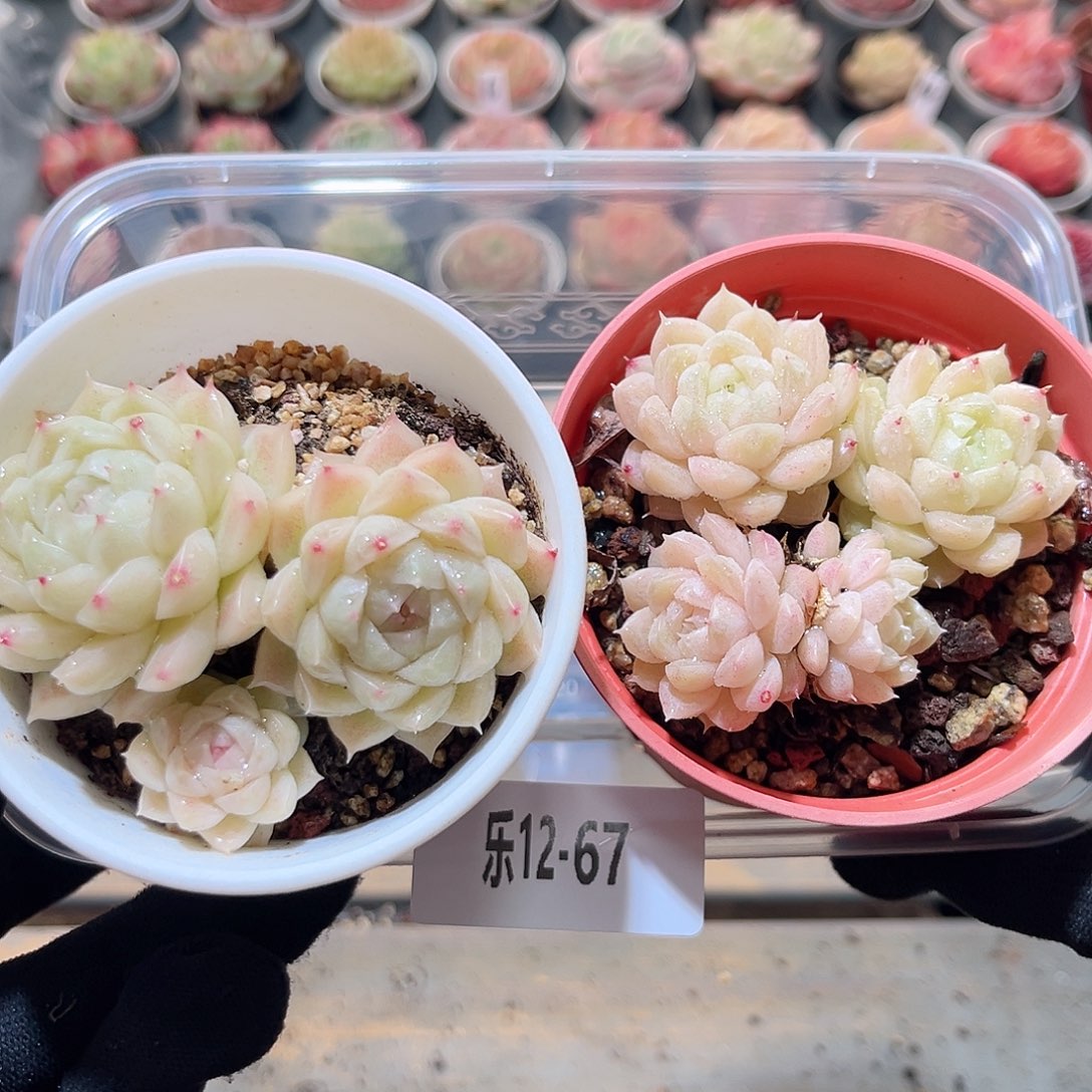 乐12-67 麦秆群2颗