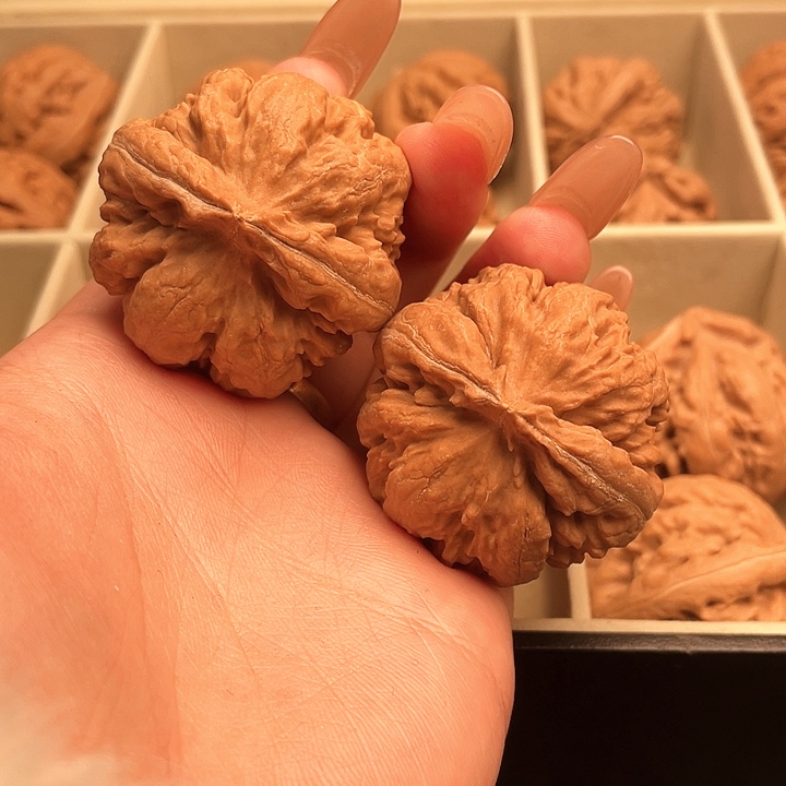 陈***军霸王龙核桃尺寸40+