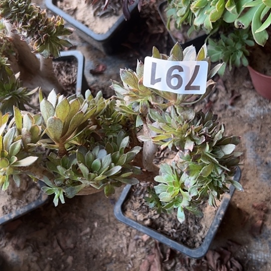 兄***旦多肉植物一种灰豆791