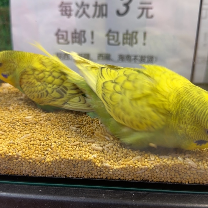 虎皮鹦鹉大头虎皮鹦鹉