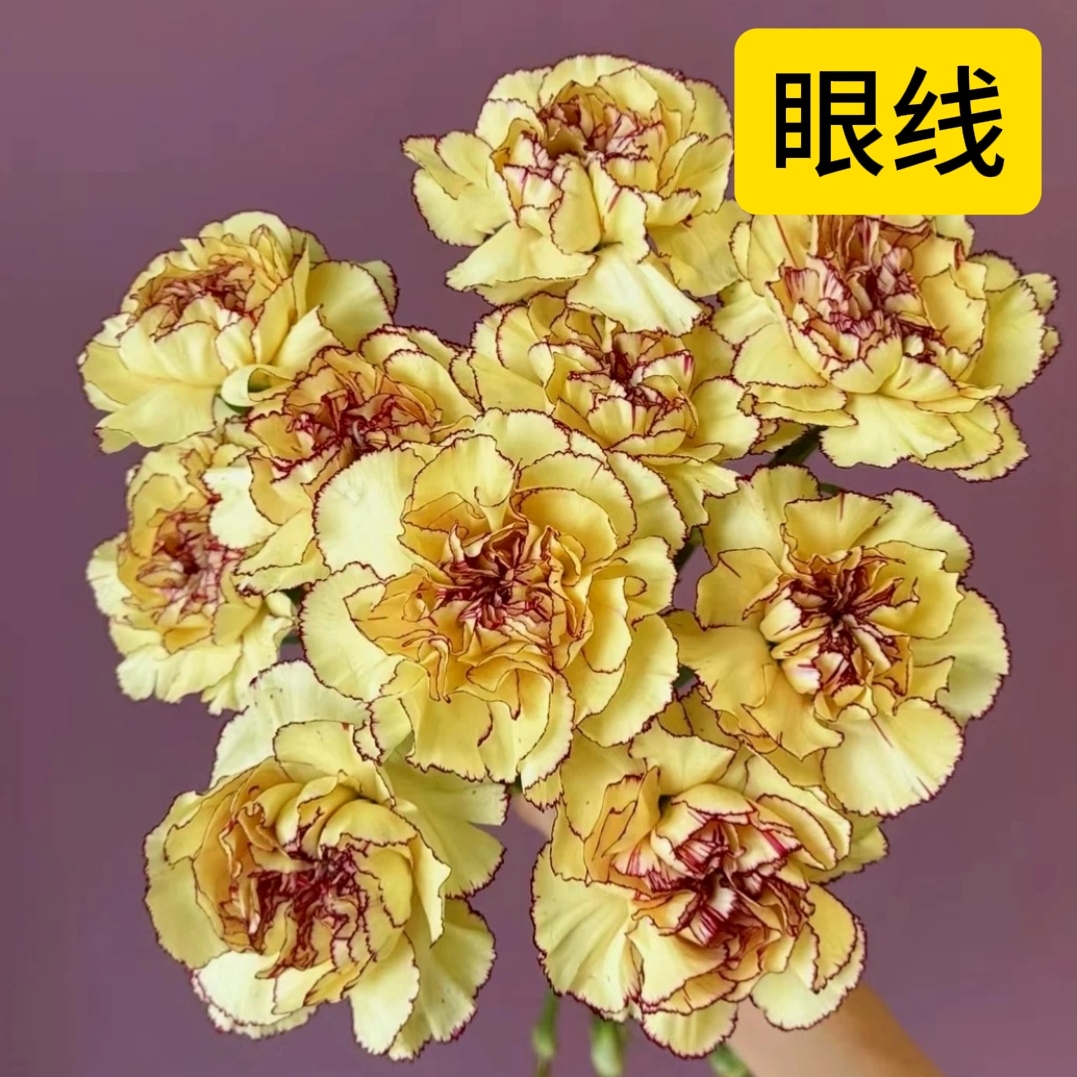 小云鲜花】眼线 20支  康乃馨单头母亲节鲜花 【4单包邮