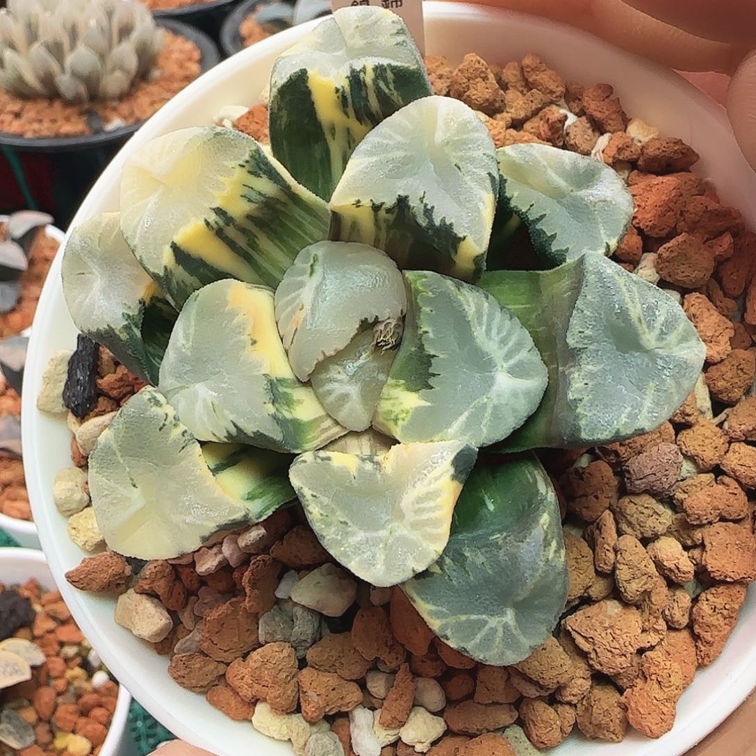 霸王万象锦 一物一拍