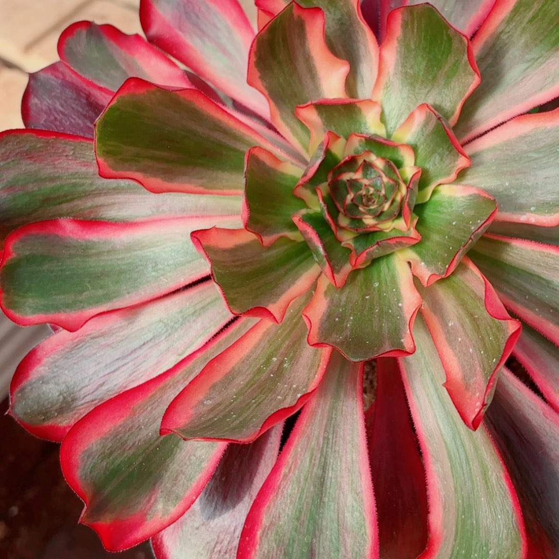 一物一拍多肉法师33