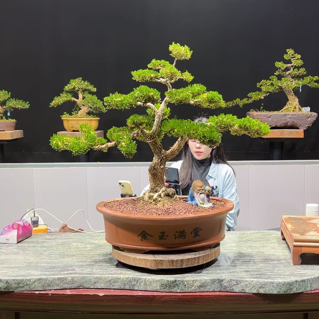 黄杨盆景老桩四季常青