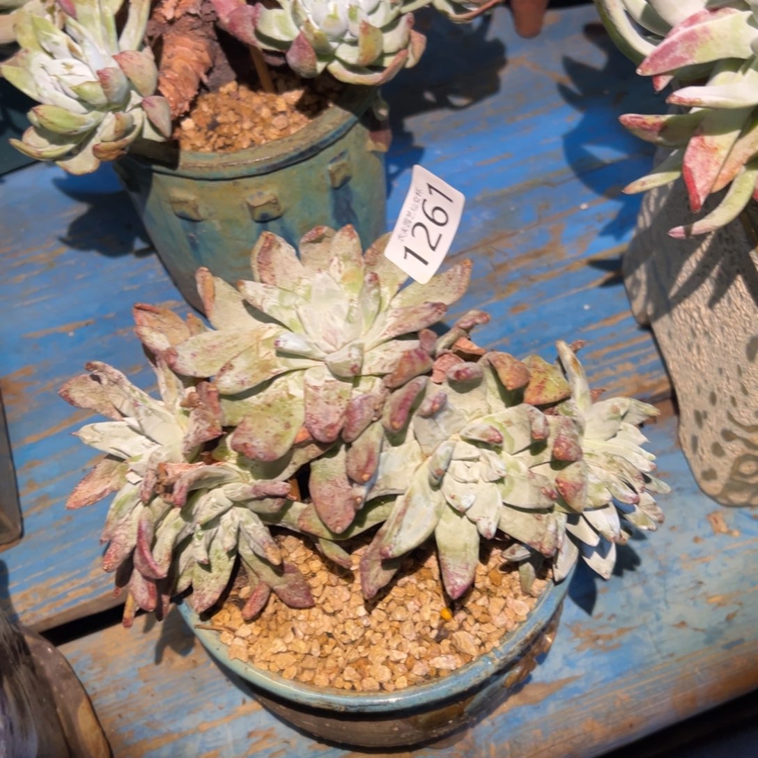 嘿****妞帕翠沙仙女杯多肉。