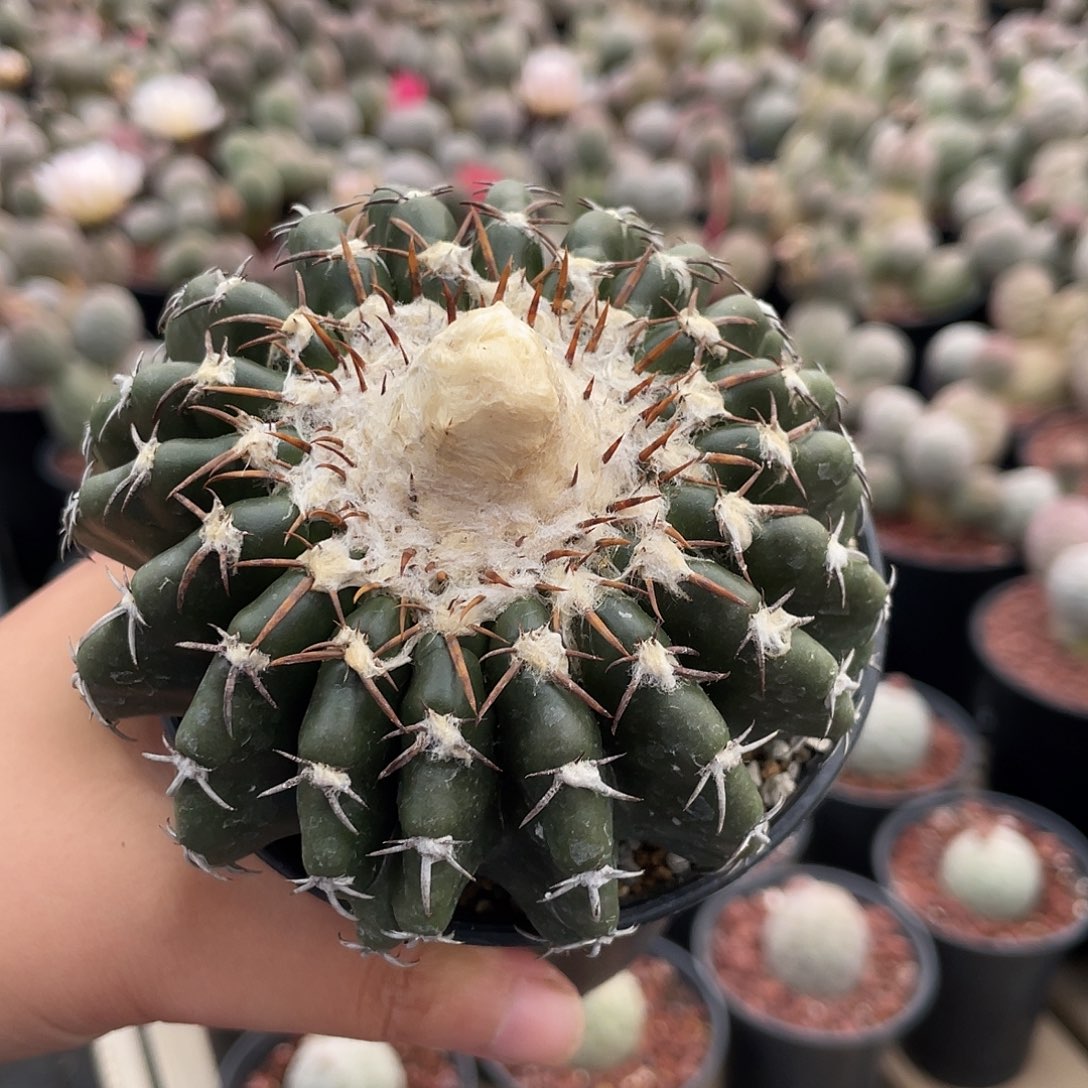 仙人球奇特球一物一拍