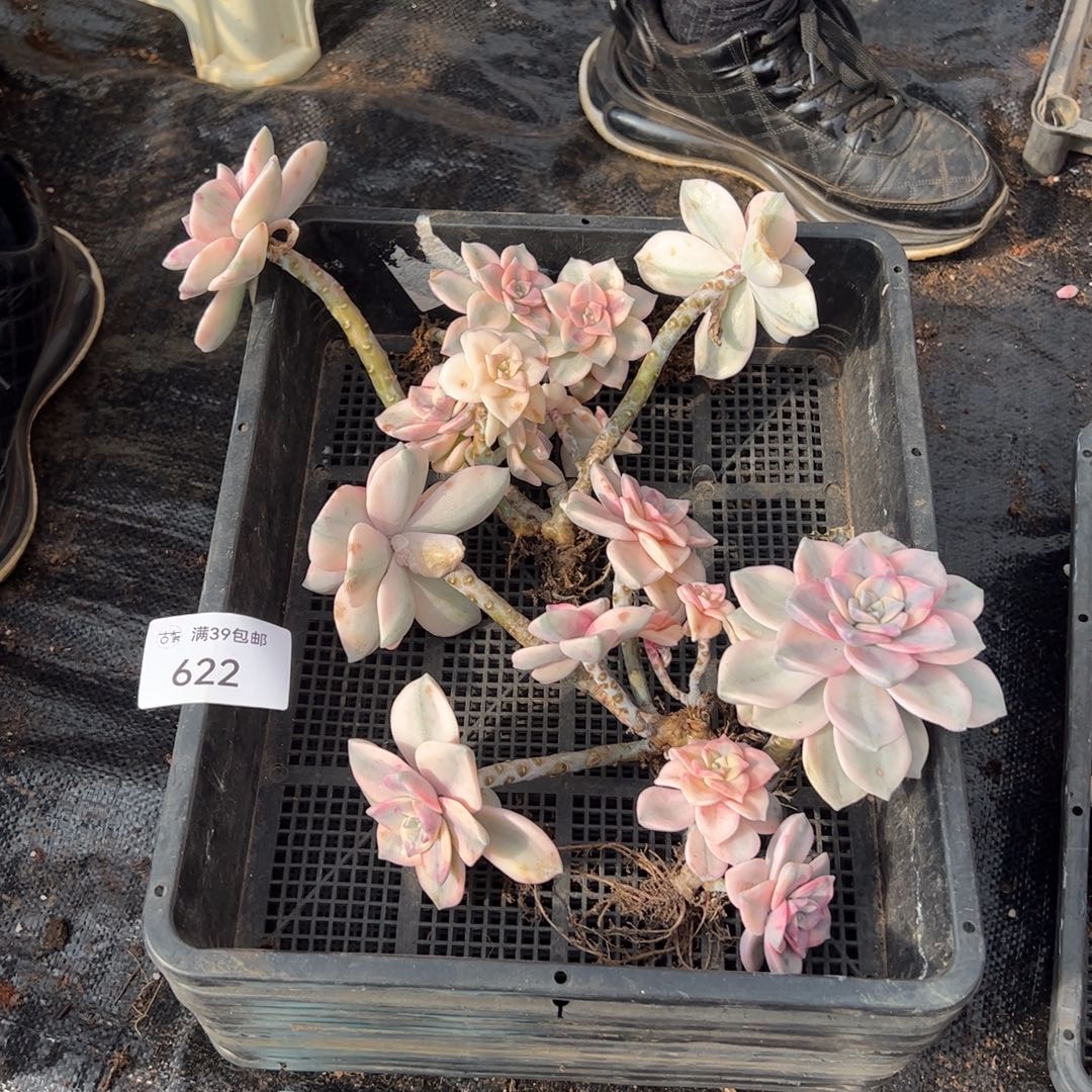 622紫乐锦老桩多肉