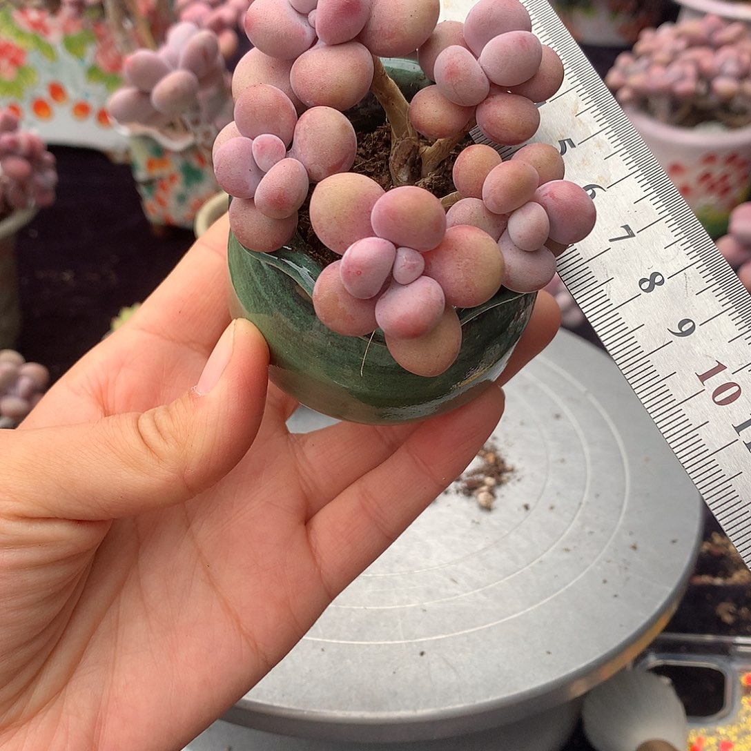 65号带盆偏远地区不包邮的