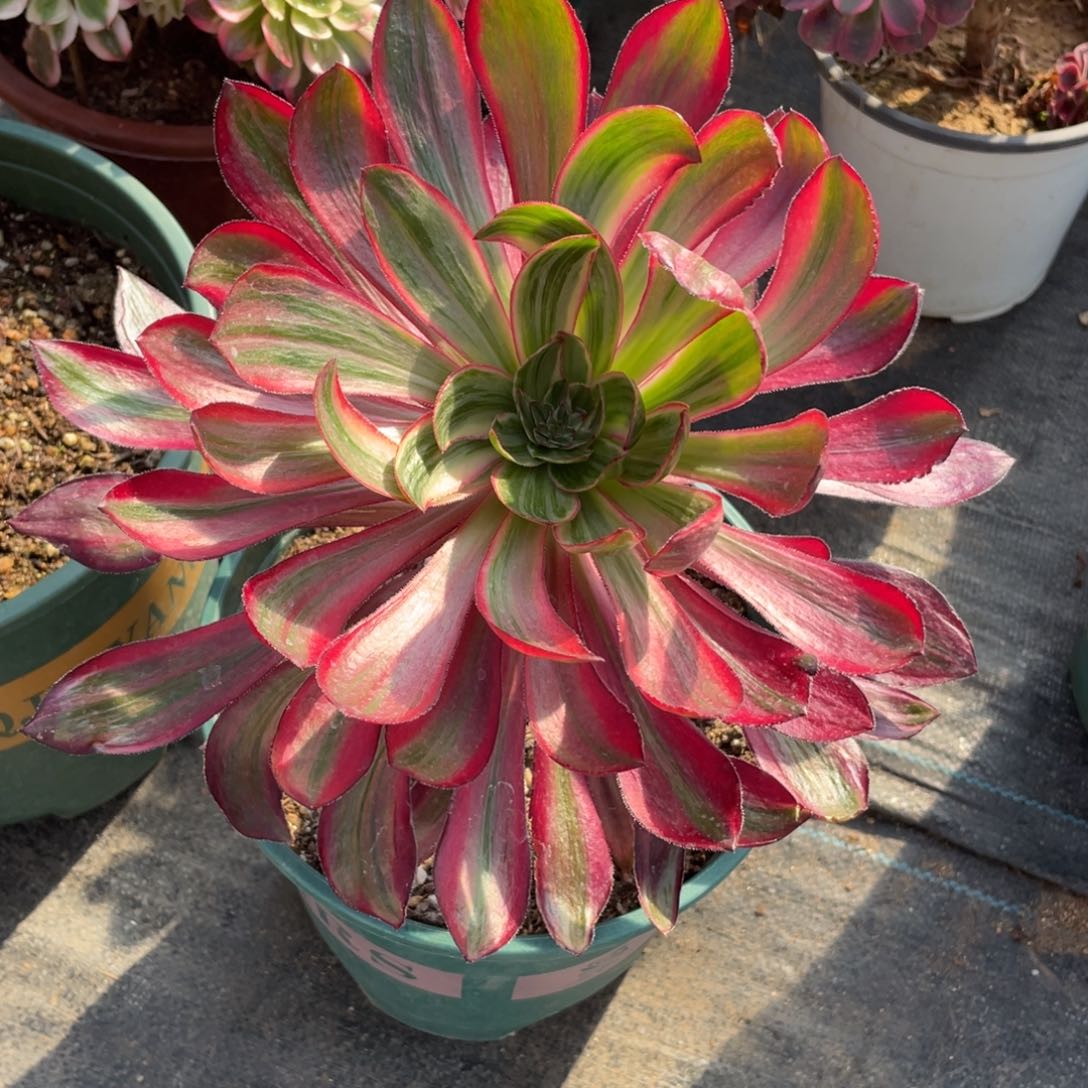 紫砂茶杯巫毒超白拉丝锦个哥哥哥哥