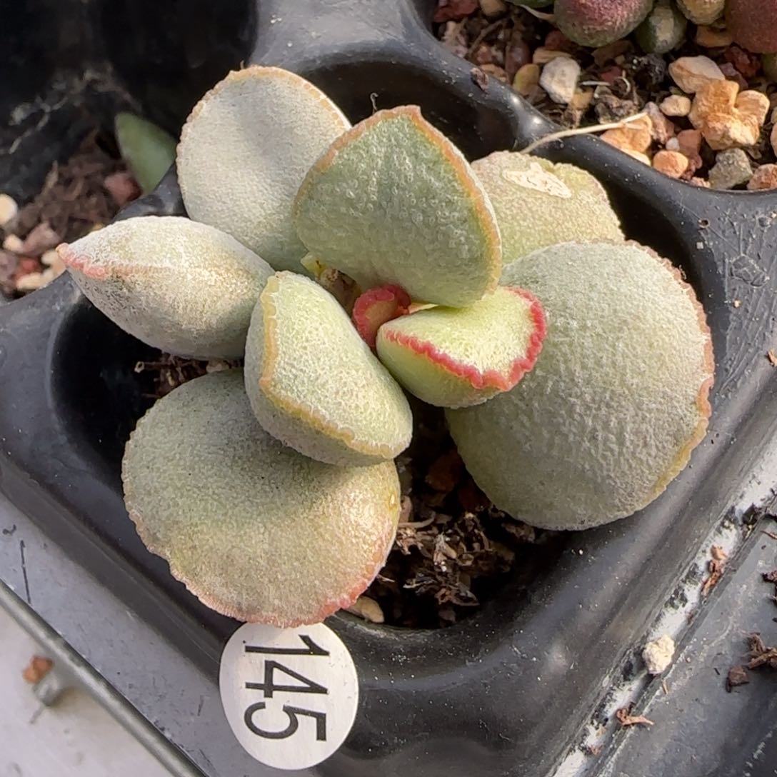 硬叶白蛋水泡多肉植物