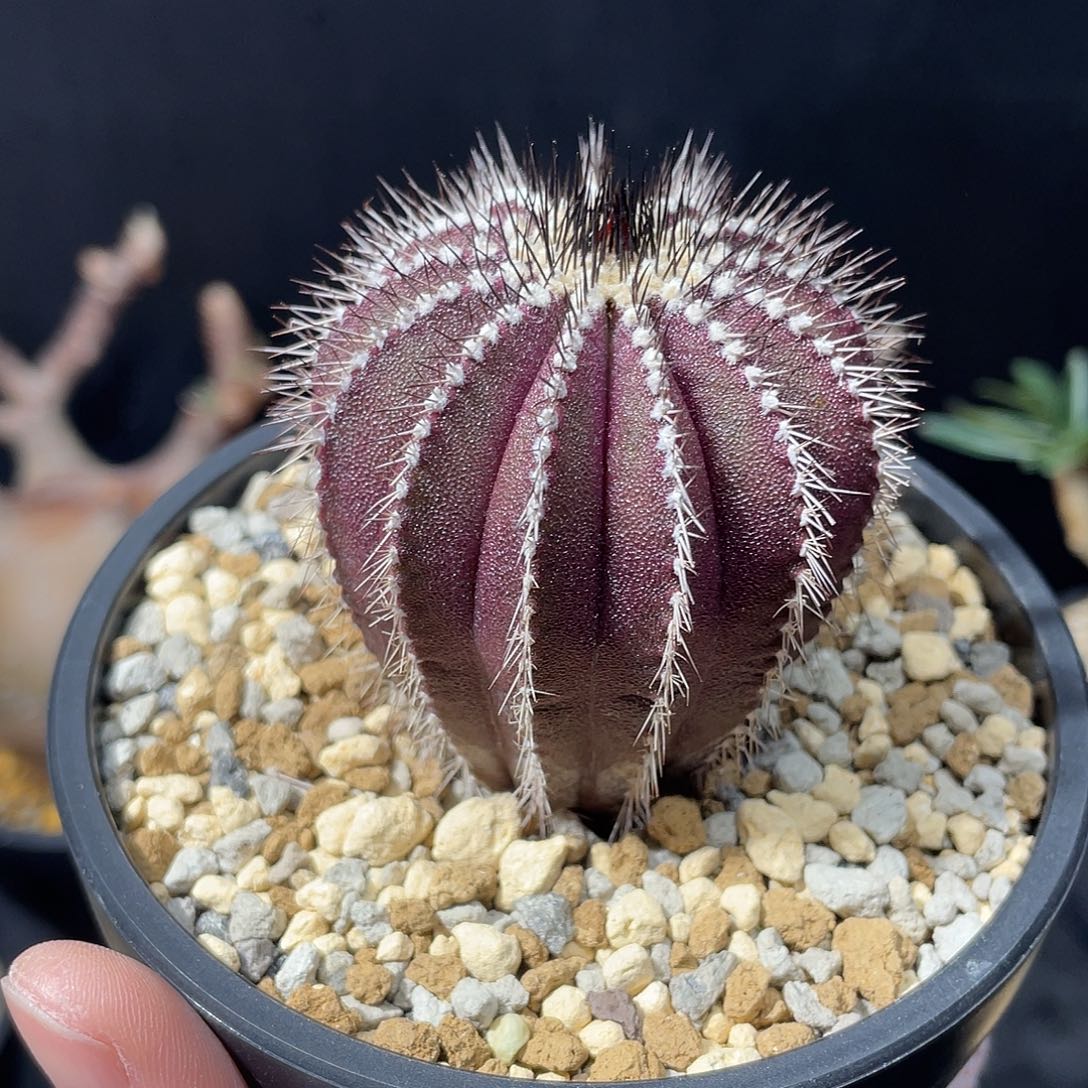 尤伯球哈哈哈哈哈哈哈