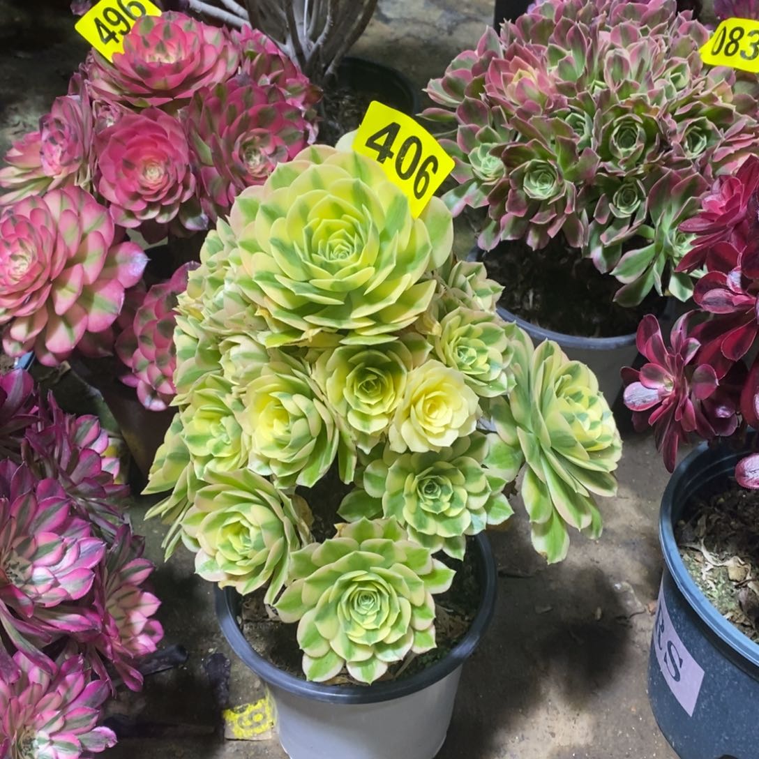 迈巴赫多肉法师406