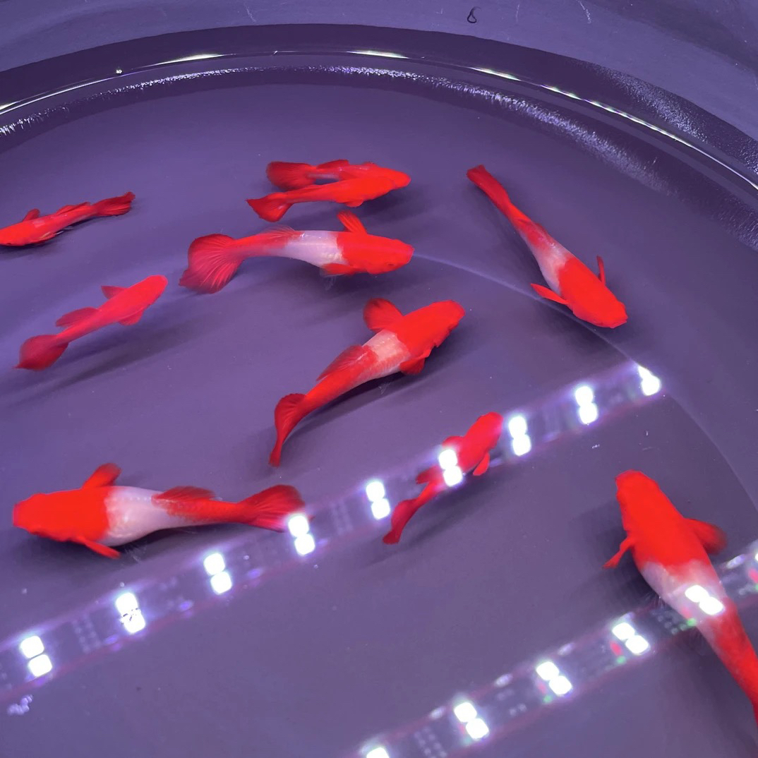 种鱼鸿运当头孔雀鱼纯种红头皮实好养