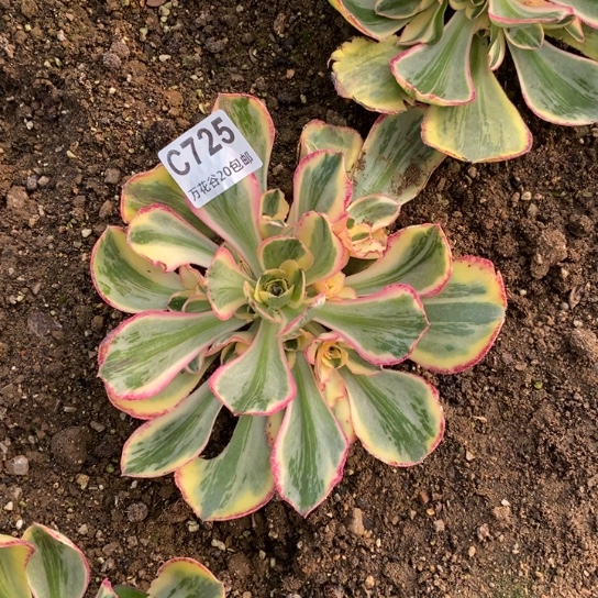 725青花瓷多肉植物