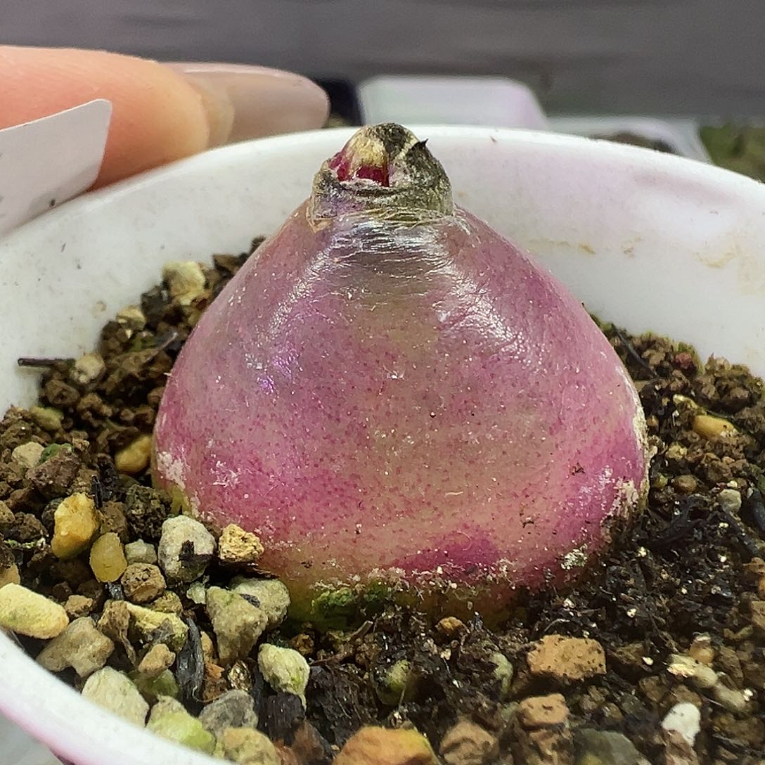 573灯泡带盆土发货