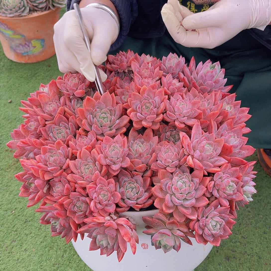 ?*然多肉圣玛安然带盆