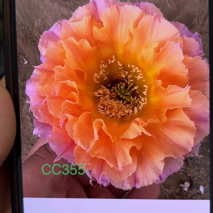 无花朵无根侧芽歪cc355