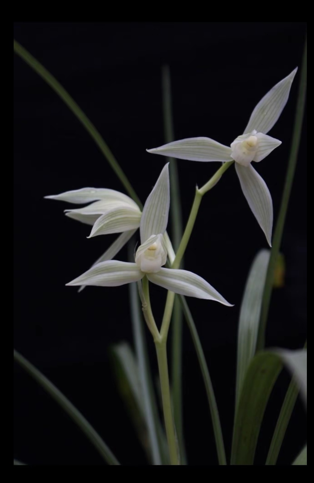 云南精品莲瓣兰自然养殖