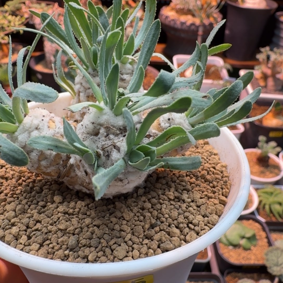 刨花厚墩菊435 仙人掌