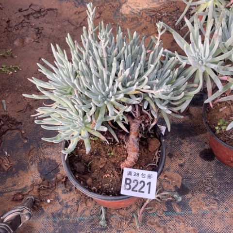 221爱度莉丝不包断枝