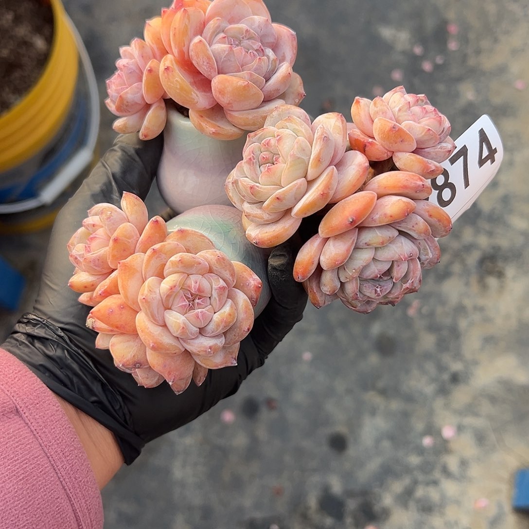 妖***巴2874，三个三头星影带盆发的