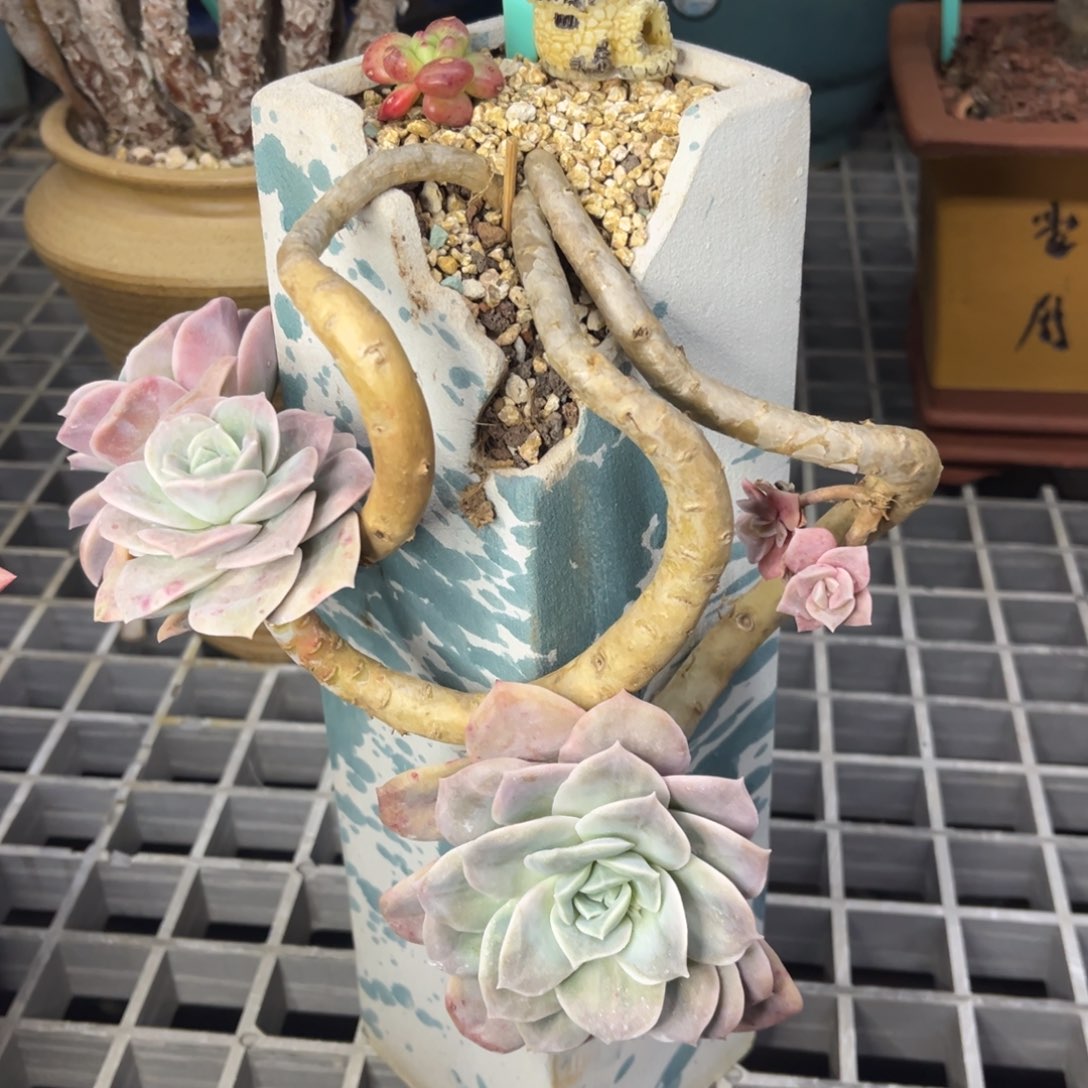 小雨多肉哈利玫瑰