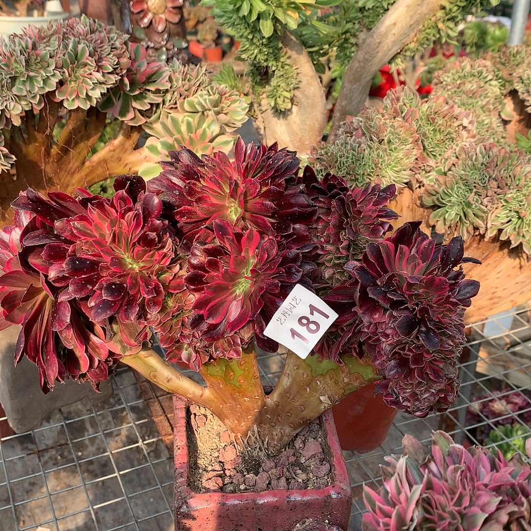 181美杜莎缀化缀化