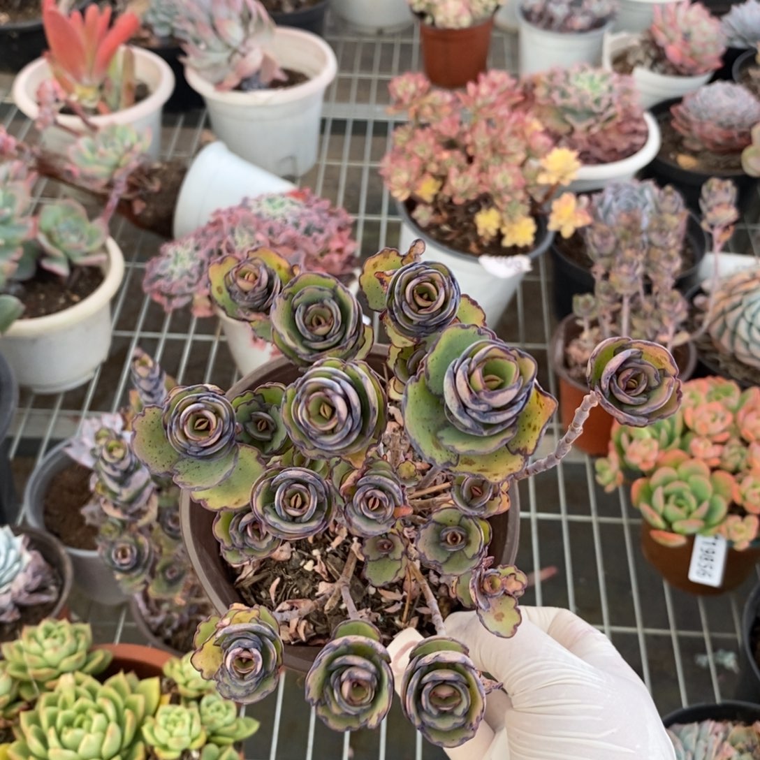 0209锦绣牡丹一物一拍